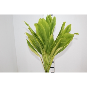 FOLHAGEM DRACENA ALBA