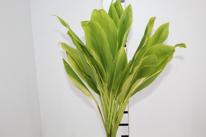 <h4>FOLHAGEM DRACENA ALBA</h4>