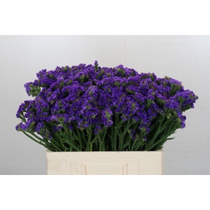 Limonium Navy Sun Birds