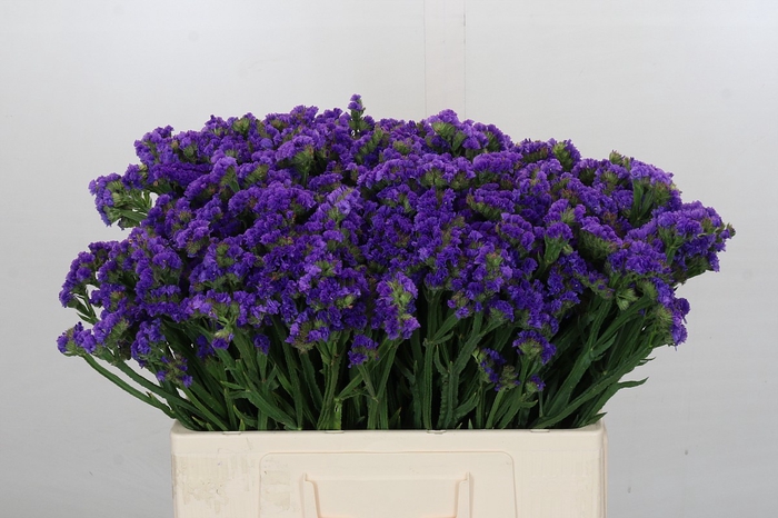 <h4>Limonium Navy Sun Birds</h4>