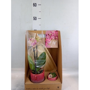 Arr.  Phalaenopsis  H%