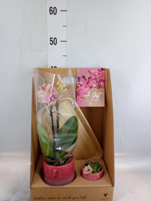 <h4>Arr.  Phalaenopsis  H%</h4>