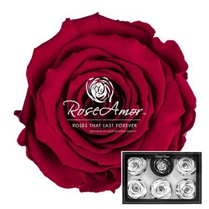 Xl Pin02