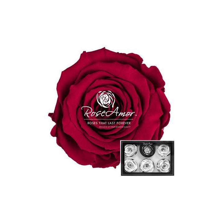 <h4>Xl Pin02</h4>