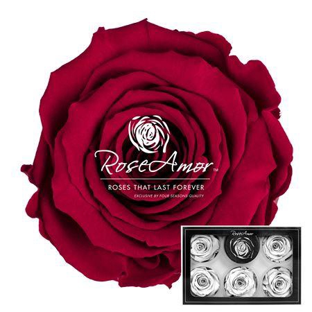 Xl Pin02