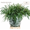 Euc. Domenichina