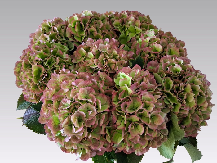<h4>HYDR M CH VERENA CL</h4>