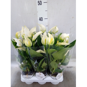 Anthurium  'Banderola Cava'