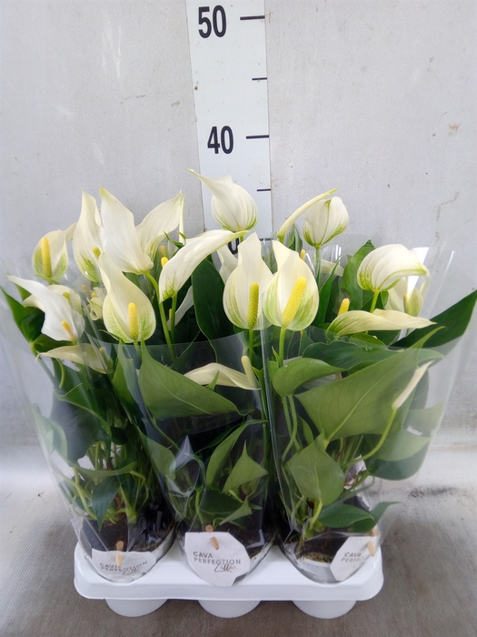 <h4>Anthurium  'Banderola Cava'</h4>