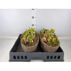 Arr.  Narcissus Tete Tete L%