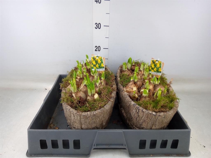 <h4>Arr.  Narcissus Tete Tete L%</h4>