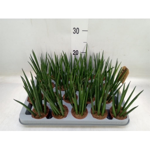 Sansevieria bacularis