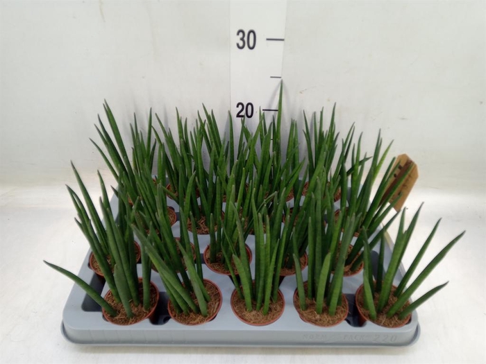 <h4>Sansevieria bacularis</h4>