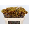 Anigozanthos Gold Fever