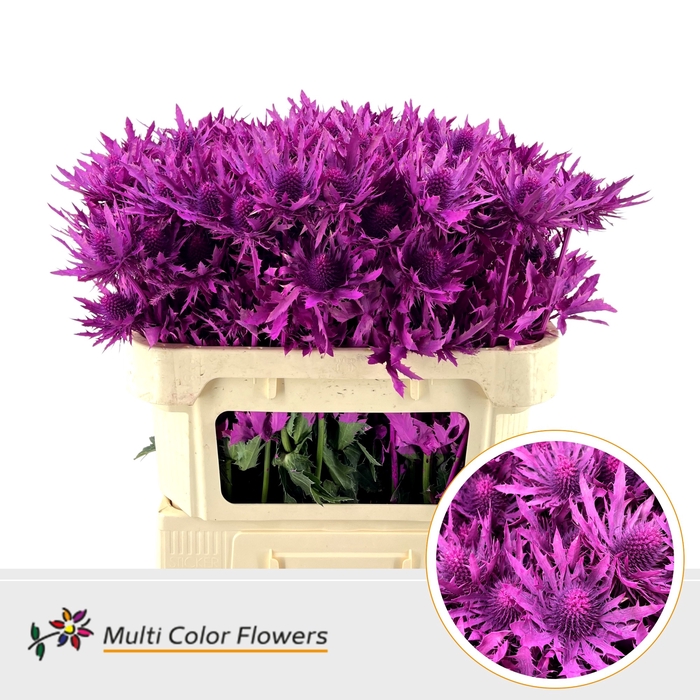 <h4>Eryngium Erica</h4>