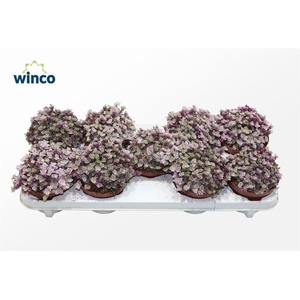 Tradescantia Fluminensis