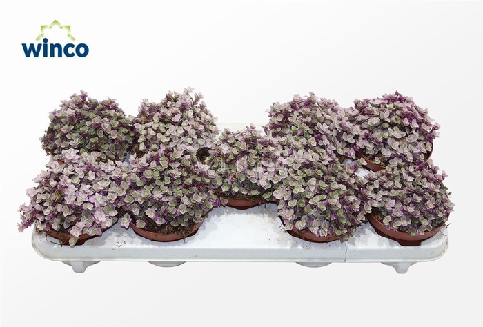 Tradescantia Fluminensis