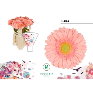 Gerbera Kiara Water x40
