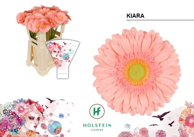 <h4>Gerbera Kiara Water x40</h4>