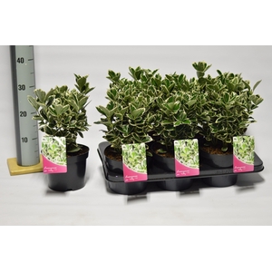 Euonymus Japonicus 'Kathy'