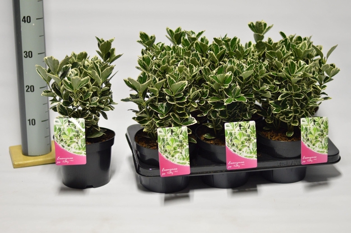 <h4>Euonymus Japonicus 'Kathy'</h4>