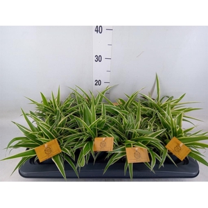 Chlorophytum com. 'Ocean'