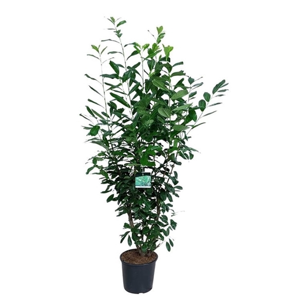 <h4>Prunus laur. 'Novita'</h4>