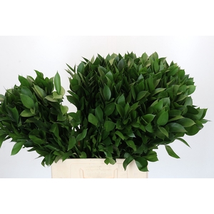 RUSCUS HYPOPHYLLUM