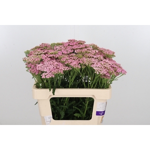 Achillea Pink Lady