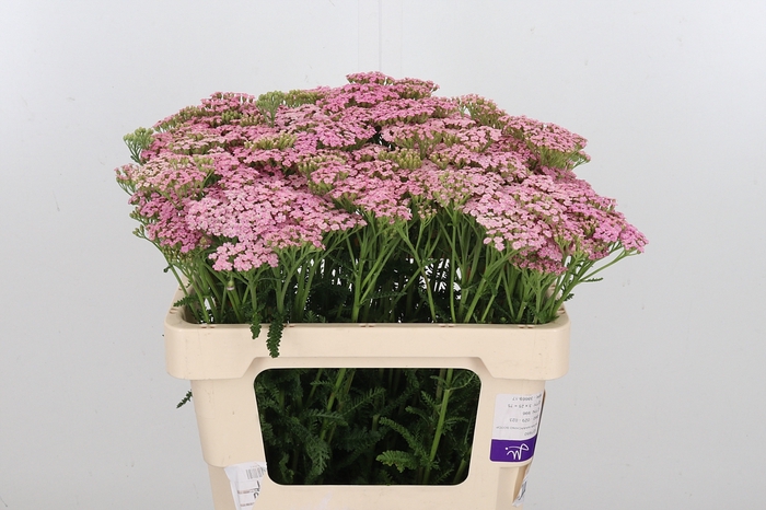 <h4>Achillea Pink Lady</h4>