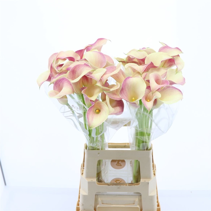 <h4>Calla Blushing Lady</h4>