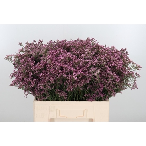 Lim Piuma Pink Touch