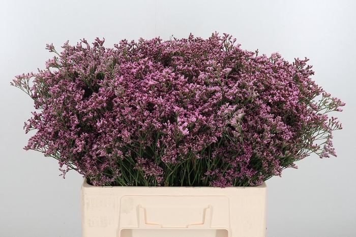 <h4>Lim Piuma Pink Touch</h4>