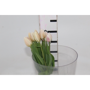 TULIPA BRANCO COM BULBOS