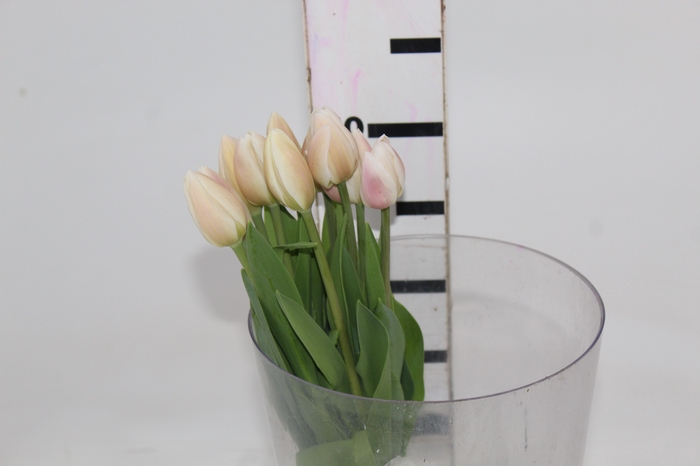 TULIPA BRANCO COM BULBOS