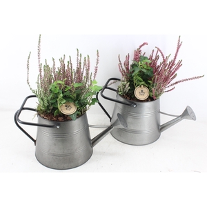 arr4 Outdoor PL - Zink gieter calluna