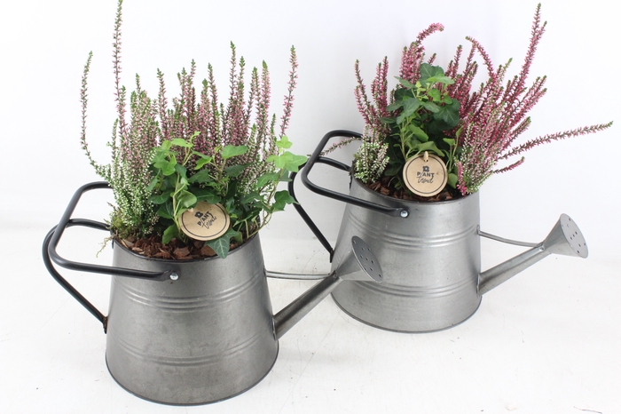<h4>arr4 Outdoor PL - Zink gieter calluna</h4>