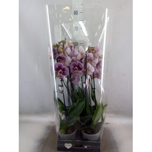 Phalaenopsis  'FC Black Stripes'