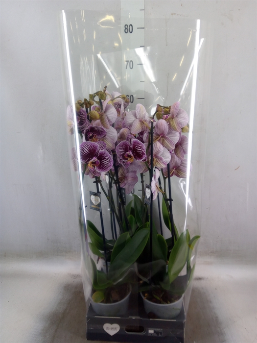 <h4>Phalaenopsis  'FC Black Stripes'</h4>