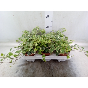 Hedera helix 'White Wonder'