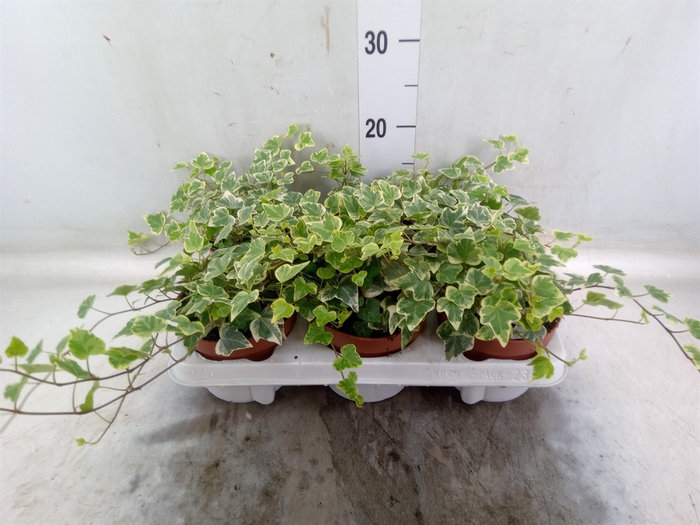 <h4>Hedera helix 'White Wonder'</h4>