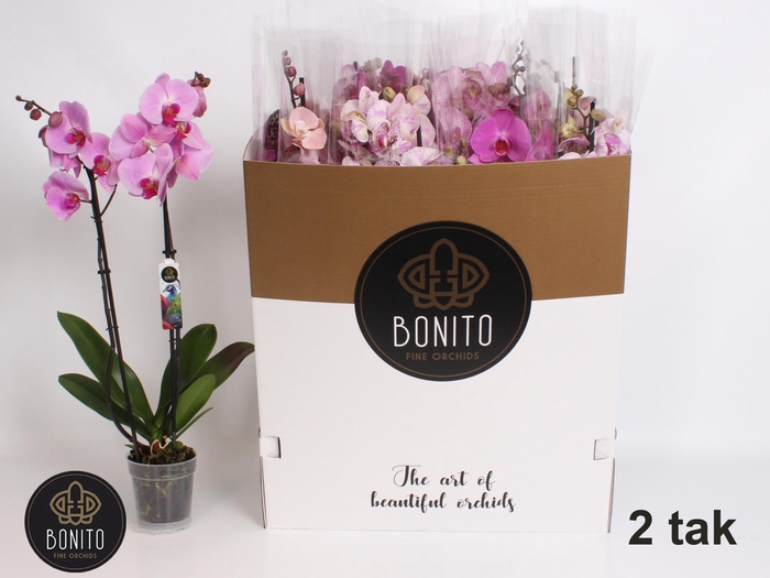 <h4>PHAL GEM 7 KL</h4>