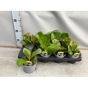 Bergenia cordifolia