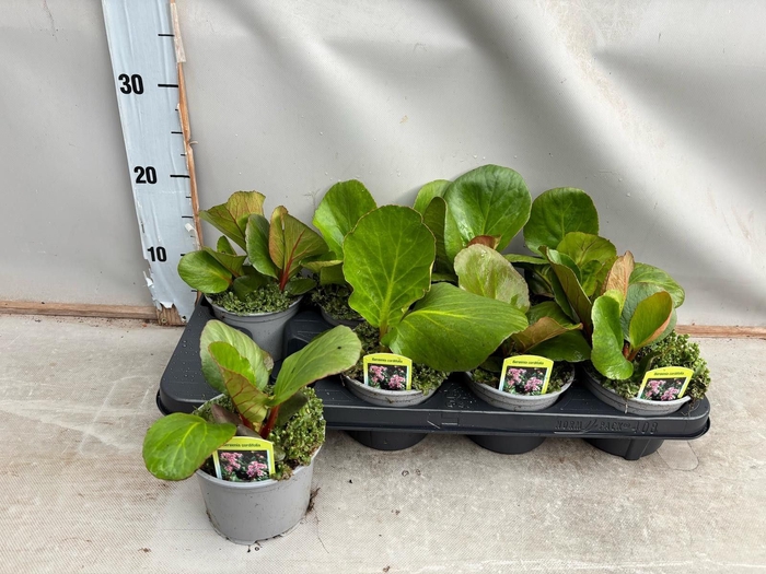 <h4>Bergenia cordifolia</h4>