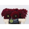 Dahlia Barbarossa