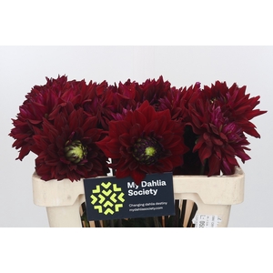 Dahlia Barbarossa