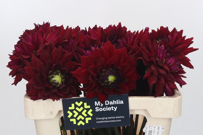 <h4>Dahlia Barbarossa</h4>