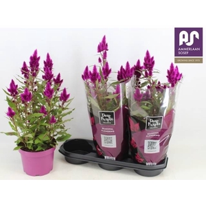 CEL DEEP PURPLE