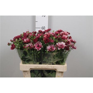 Ran Co Mag Raspberry