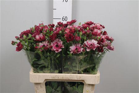 <h4>Ran Co Mag Raspberry</h4>